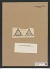 Triceratium abyssarum Grun. (de-Toni-Nr.: Genus 140, Species 3851) Zeichnungen Sammlung Grunow Nr. 7349 (NHMW-BOT-W0376399)